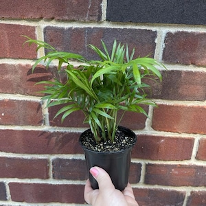 Parlor Palm Live Indoor Plant 3 Inch Grow Pot- Chamaedorea elegans-  Easy care low light House plant - Air Purifier Plant in pot