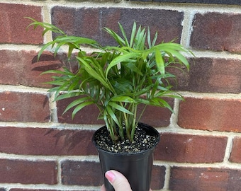 May include: A small, potted houseplant with vibrant green leaves. The plant is in a black plastic pot, held against a red brick wall. The plant's leaves are long and slender, creating a full, lush appearance.