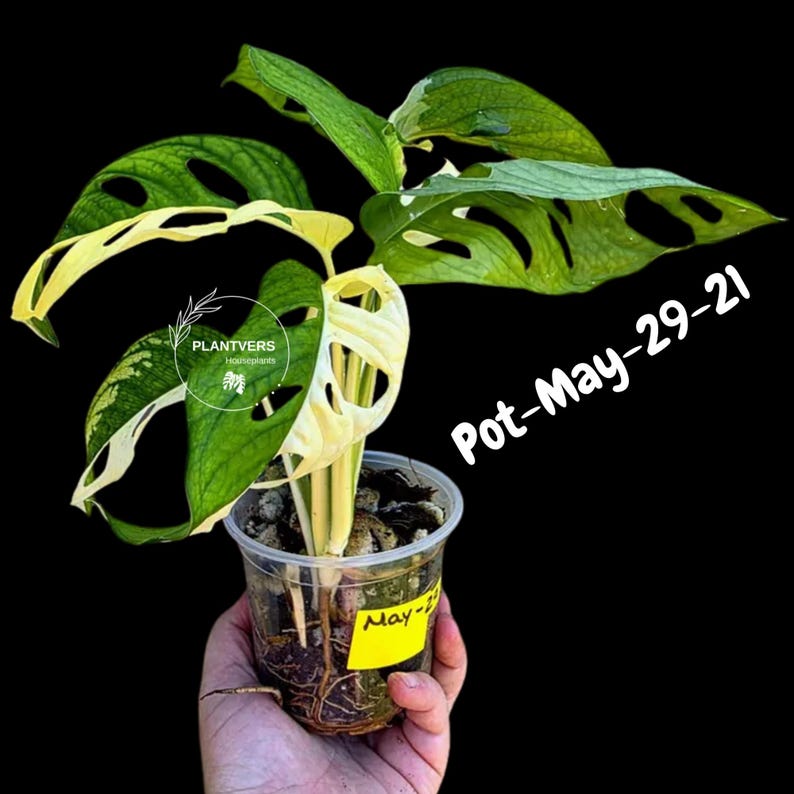 PlantVers Monstera Adansonii Plant - Thumbnail 5