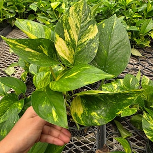 K&ouml;nnte beinhalten: Nahaufnahme einer Topf-Pothos-Pflanze mit gro&szlig;en, bunten Bl&auml;ttern. Die Bl&auml;tter zeigen eine Mischung aus leuchtend gr&uuml;nen und gelben Mustern. Die Pflanze ist von anderen Pothos-Pflanzen in einem Gew&auml;chshaus umgeben.