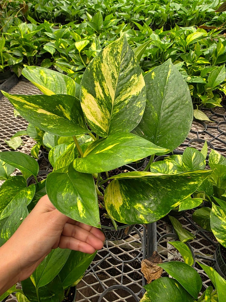 K&ouml;nnte beinhalten: Nahaufnahme einer Topf-Pothos-Pflanze mit gro&szlig;en, bunten Bl&auml;ttern. Die Bl&auml;tter zeigen eine Mischung aus leuchtend gr&uuml;nen und gelben Mustern. Die Pflanze ist von anderen Pothos-Pflanzen in einem Gew&auml;chshaus umgeben.