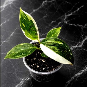 May include: A small potted plant with variegated leaves featuring a mix of dark green, light green, and creamy white speckles and patches. The plant is housed in a clear plastic container filled with dark potting soil. A circular logo reads PLANTVERS.