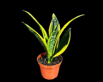 Sansevieria Black Castle / Sansevieria Thai Hybrid / the Lazy Elf