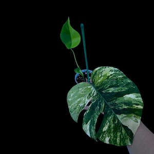 Monstera Aurea Variegated Borsigiana Live Plant - Monstera Aurea Rare Collector Plant - Monstera Marmota - Exact Same Plant - US Seller