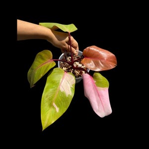 Super Rare High Variegated Philodendron persimmon Princess - Rare Aroid - Indoor Plant - Collectors Exact Plant - Live Plant - US Seller