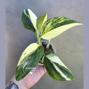 Monstera Standleyana - Etsy