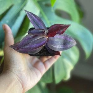 Purple Wandering Jew | Easy Care indoor plant  | Purple Queen Plant Houseplant