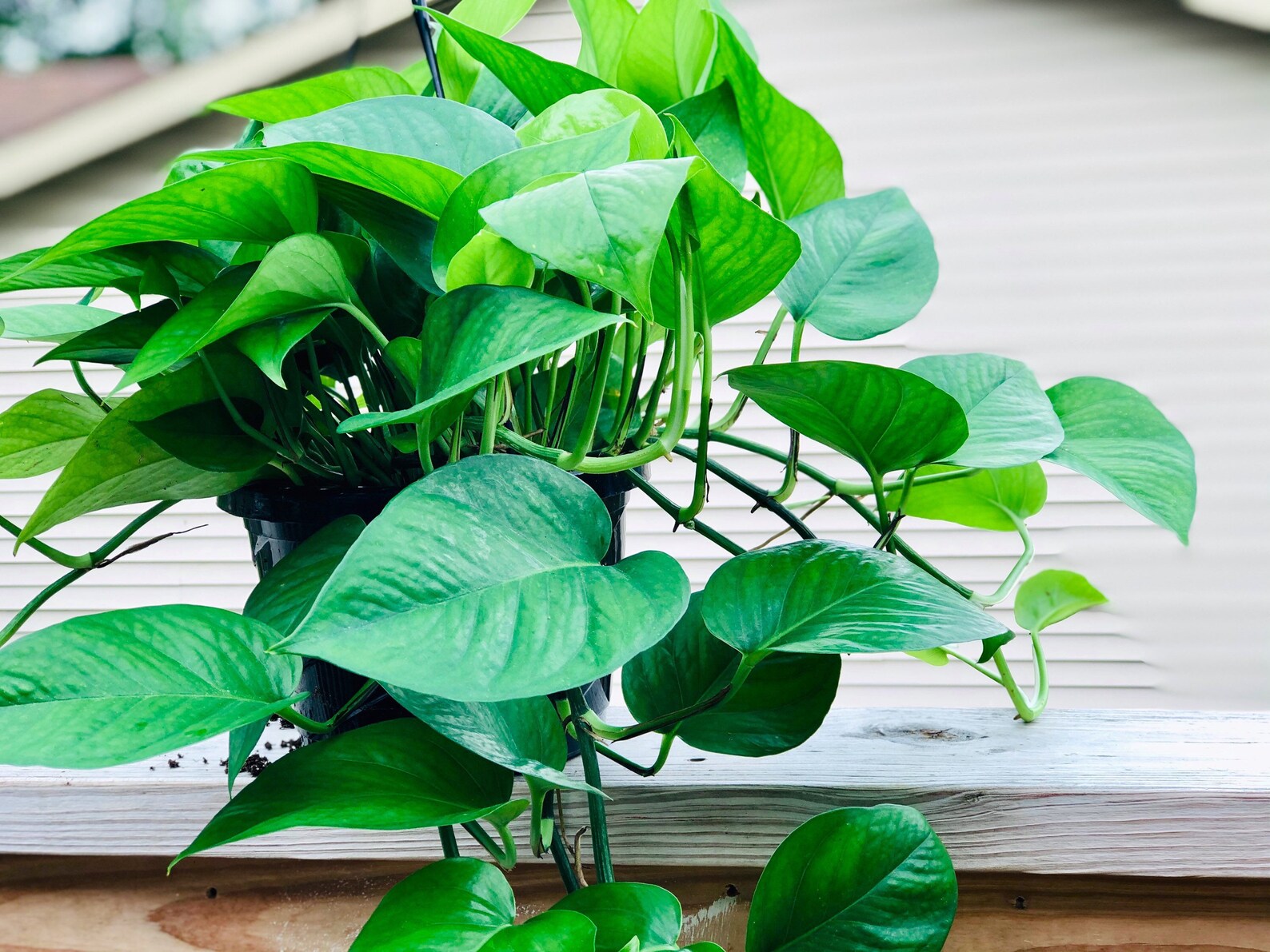 Jade Pothos Cuttings Beautiful dark green leaves Brings Etsy