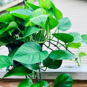 May include: A potted green plant with large, heart-shaped leaves. The plant is hanging over the edge of a wooden surface.