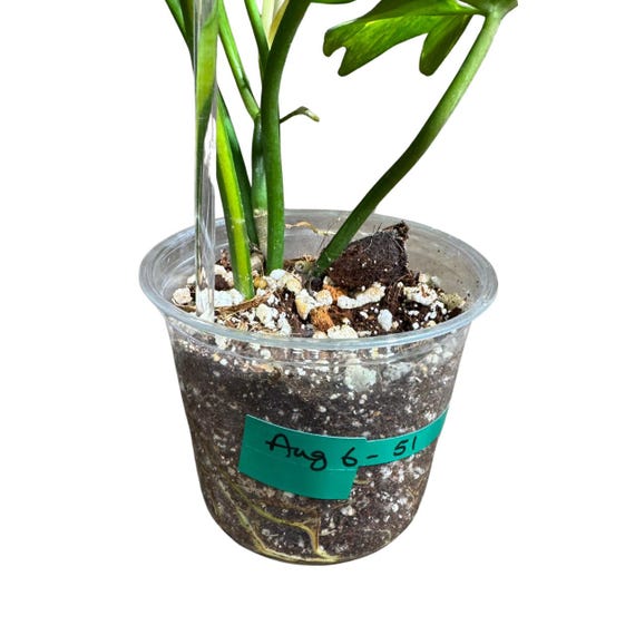 希少　Philo florida beuaty X Mayoi Philodendron Florida Beauty x Mayoi – Casa Botanica