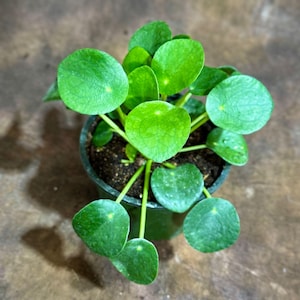 May include: A small potted Pilea peperomioides plant, also known as a Chinese money plant, with vibrant green, round leaves. The plant is in a dark green pot, set against a brown background. The leaves have a smooth texture and are arranged around the stems.