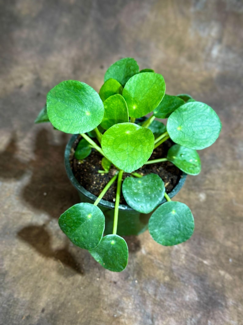 May include: A small potted Pilea peperomioides plant, also known as a Chinese money plant, with vibrant green, round leaves. The plant is in a dark green pot, set against a brown background. The leaves have a smooth texture and are arranged around the stems.