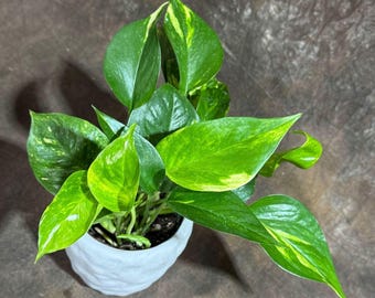 Golden Pothos in a 4" Grow Pot - Easy Care Houseplant - Low light Indoor Plant - Devils Ivy Plant - Air Purifier Plant - Epipremnum Aureum