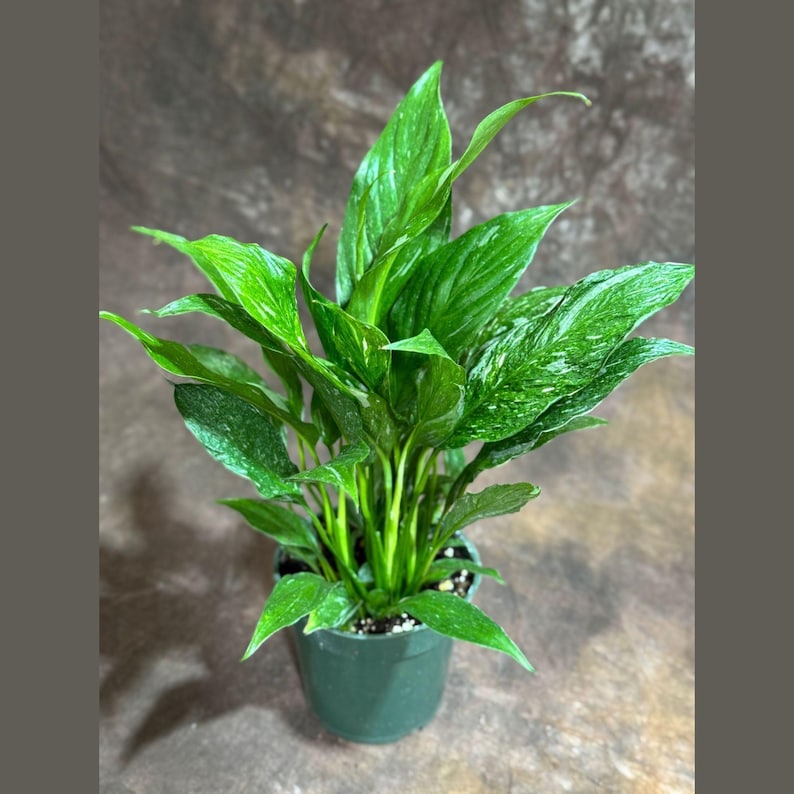 PlantVers Peace Lily - Thumbnail 4