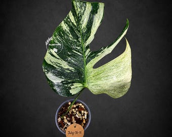 Variegated Monstera Mint Jungle Mint - Full Mint Variegated Monstera - Collector Aroid - US Seller
