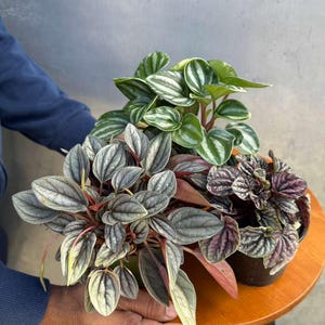 Pu&ograve; includere: Tre piante di Peperomia in vaso con diversi motivi e colori delle foglie. Le piante sono esposte su un tavolino di legno. Le foglie variano dal verde a strisce bianche alle tonalit&agrave; argentate e viola.