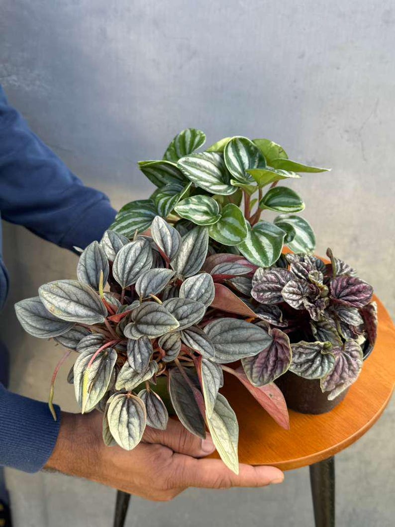 Pu&ograve; includere: Tre piante di Peperomia in vaso con diversi motivi e colori delle foglie. Le piante sono esposte su un tavolino di legno. Le foglie variano dal verde a strisce bianche alle tonalit&agrave; argentate e viola.