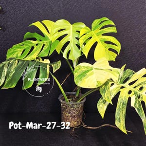 Monstera Aurea Marmorata - Etsy