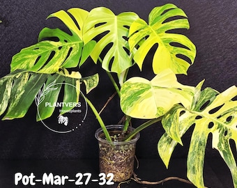 Monstera Borsigiana Aurea Variegated Live Plant - Monstera Aurea - EXACT Plant - US Seller
