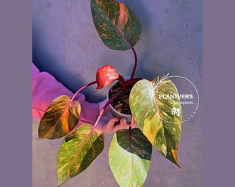 Philodendron Orange Princess Live Plant - Rare Collector Plant - Indoor Houseplant - Exact Plant - US Seller