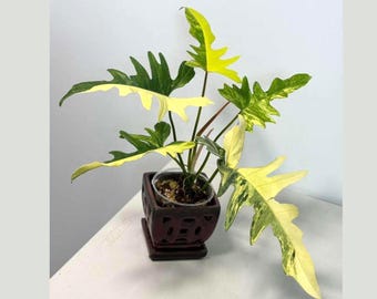 Philodendron Florida Beauty X Tortum Variegated Rooted Node