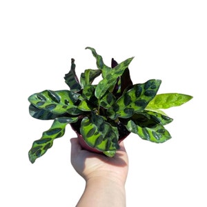 Rare Calathea Lancifolia 2” pot - Air purifier plant - Rare Houseplant - Rattlesnake Plant - SAME PLANT as pictures bild 1