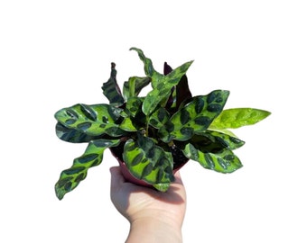 Rare Calathea Lancifolia 2” pot - Air purifier plant - Rare Houseplant - Rattlesnake Plant - SAME PLANT as pictures