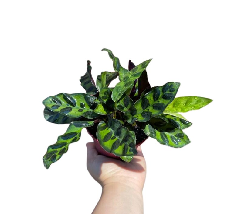 Rare Calathea Lancifolia 2” pot - Air purifier plant - Rare Houseplant - Rattlesnake Plant - SAME PLANT as pictures bild 1