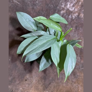 May include: A close-up of a houseplant with silvery-green leaves. The leaves are long, oval-shaped, and have a slightly textured surface. Water droplets are visible on the leaves, suggesting recent watering. The plant is set against a brown background.