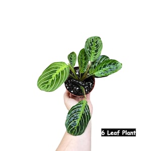 Live Lemon Lime Prayer Plant - Low Light Office Plant - Maranta Leuconeura - Potted Gift houseplant - Air Purifier Indoor Plant - Gift Plant