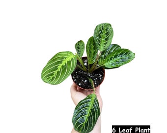 Live Lemon Lime Prayer Plant - Low Light Office Plant - Maranta Leuconeura - Potted Gift houseplant - Air Purifier Indoor Plant - Gift Plant