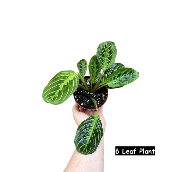 Live Lemon Lime Prayer Plant - Low Light Office Plant - Maranta Leuconeura - Potted Gift houseplant - Air Purifier Indoor Plant - Gift Plant