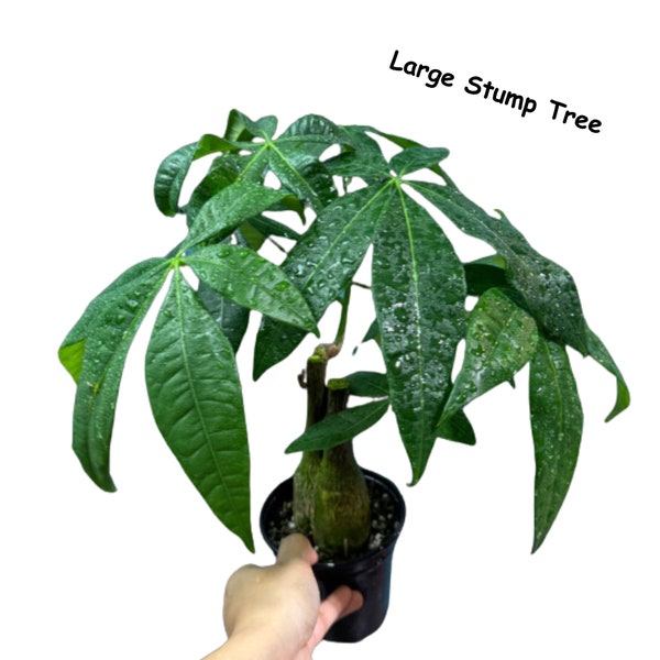 Lucky Money Tree - Lucky Houseplant - Easy care tall indoor live plant- Gift indoor plant - Pet friendly air purifier plant