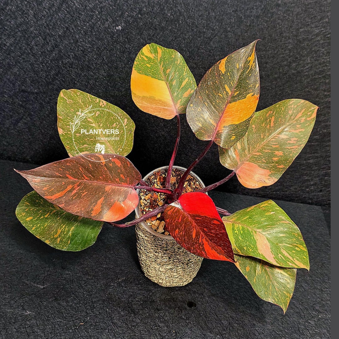 Rare Philodendron Orange Princess Galaxy Live Plant – Orange Mint ...