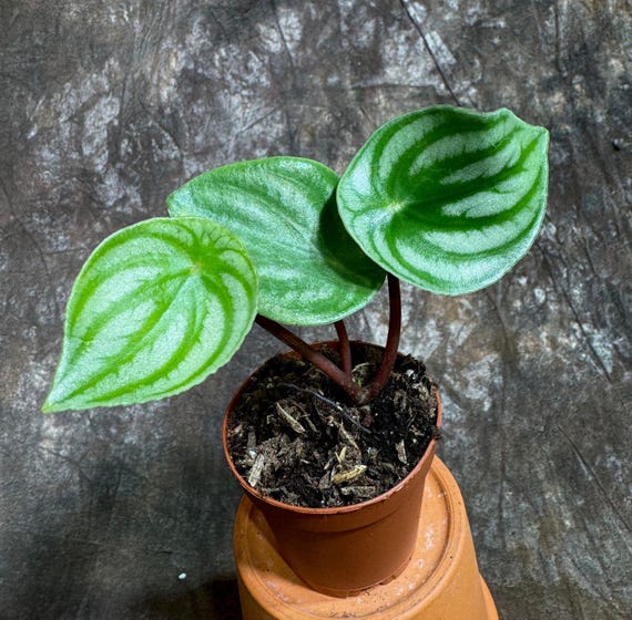 dracaena fragrans compacta Landscaping Plant Indoor Plants – Bastana Online Gardens