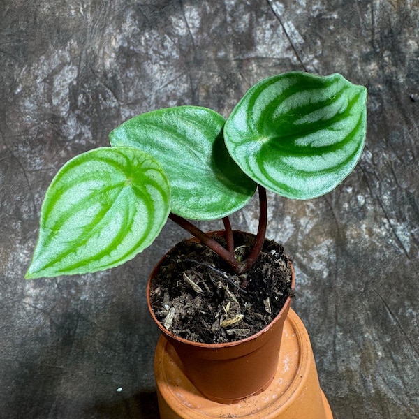 Watermelon Peperomia starter plant in 2" Nursery Pot - Large Watermelon-Striped Peperomia - Indoor Succulent plant - Easy Care Houseplant