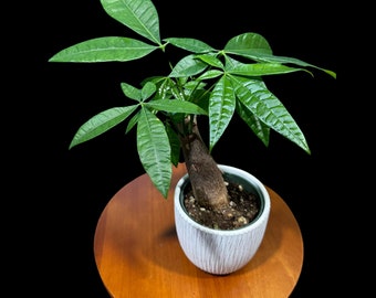 Lucky Money Tree Stump - Lucky Starter Houseplant - Easy care tall indoor live plant- Gift indoor plant - Pet friendly air purifier plant