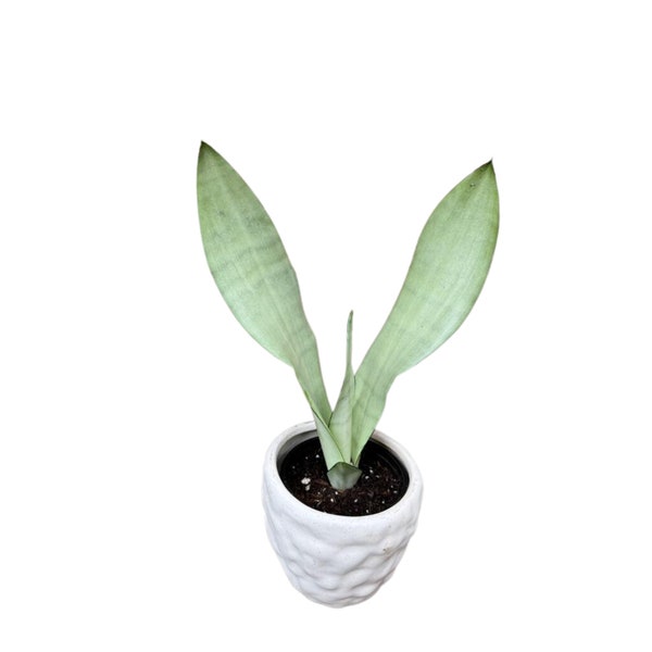 Moonshine snakeplant | Sansevieria Masoniana | Live Plant | Air Purifying | Snake Plant