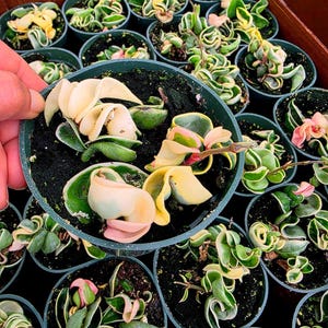 May include: A close-up shot of several small, green pots filled with soil and Hoya plants. The plants have green, yellow, and pink variegated leaves. One pot is held by a hand. The plants are arranged in a wooden crate.