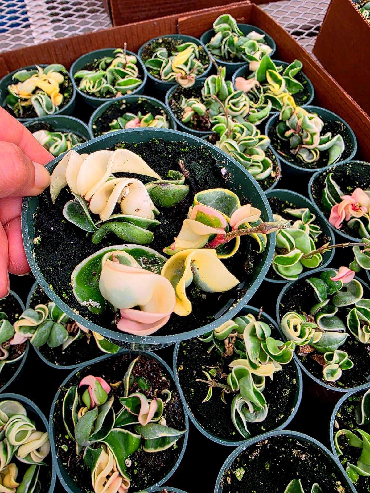 Variegated Hindu Rope Hoya in 4