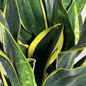 Rare Sansevieria Black Gold Snake Plant in 6” pot - Indoor Air Purifiernt - Snake Plant Laurentii - Live Houseplant - US seller