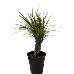 cura elefantenfuß Elefantenfuß kaufen | Beaucarnea 'Recurvata'