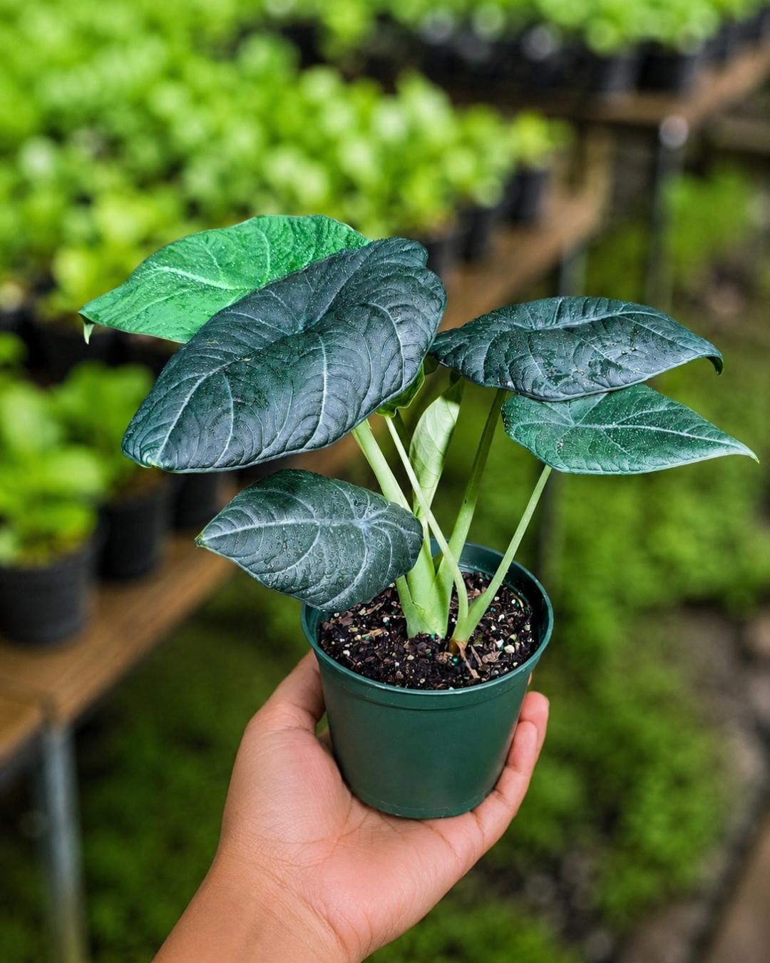 Alocasia Pink Dragon Corms - Etsy