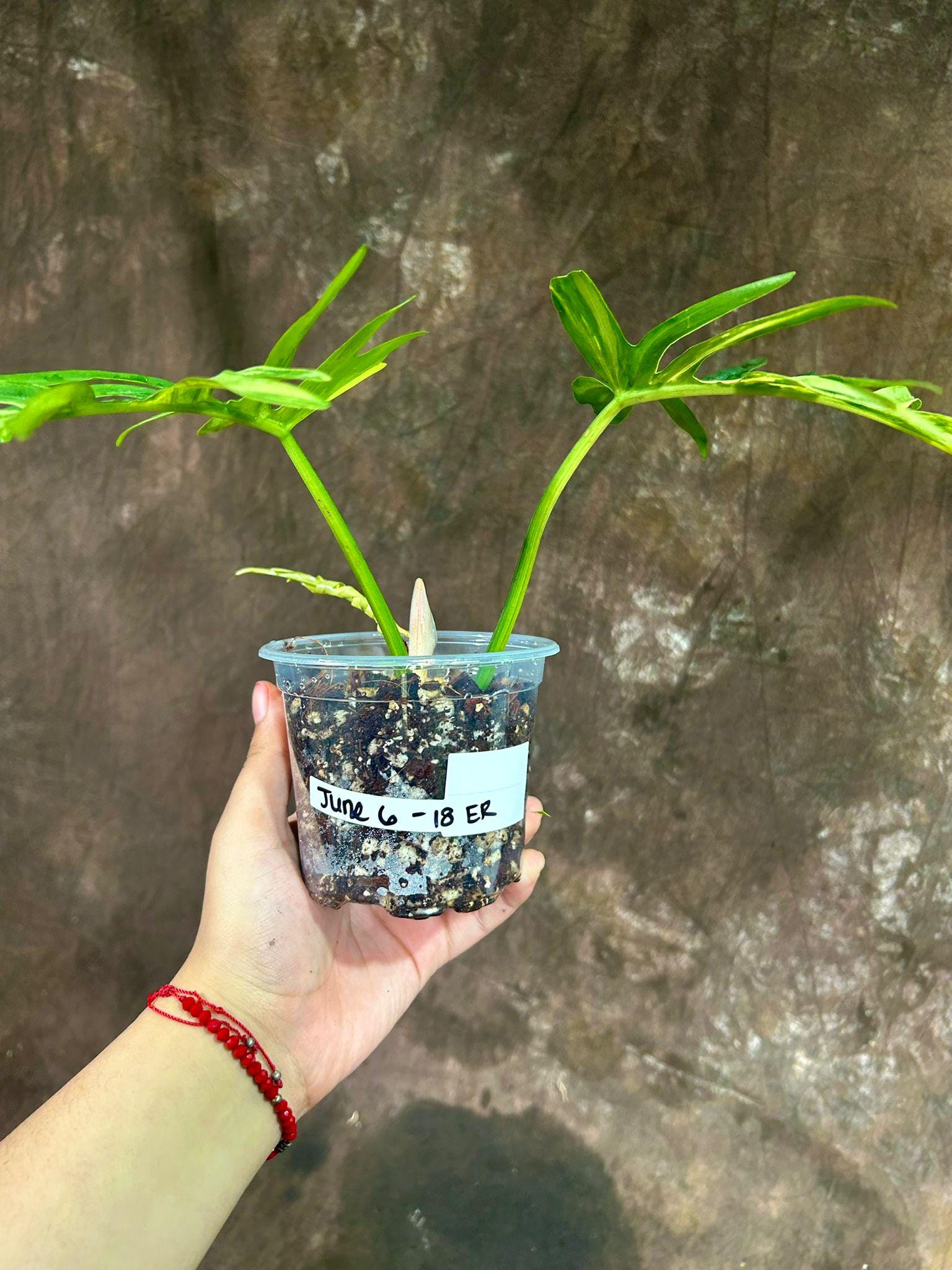 フィロデンドロン フロリダビューティー x トルタム 非常に珍しい植物