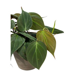 Philodendron Micans Velvet 4" Pot - Velvet Leaf - Heartleaf Philodendron - Rare Indoor Plant - Rare Hirt's - Easy Houseplant - Micans