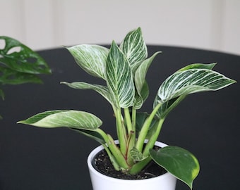 Philodendron Birkin Variegated | Rare White Veined Birkin | Veined Birkin | Exotic White Pinstriped Live Plant | Philo Tropicals