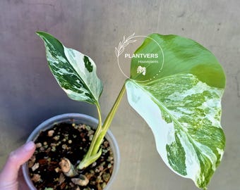 Variegated Monstera Albo - Rare White Monstera Borsigiana Baby Leaf EXACT Plant - US Seller