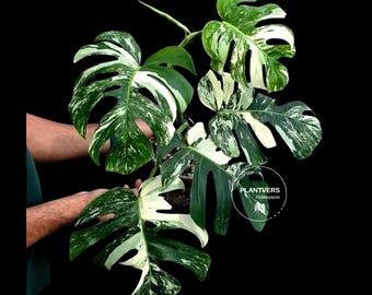 Variegated Monstera Albo - White Albo Borsigiana Mature EXACT Plant - Rare Collector Plant -  Large Form - US Seller