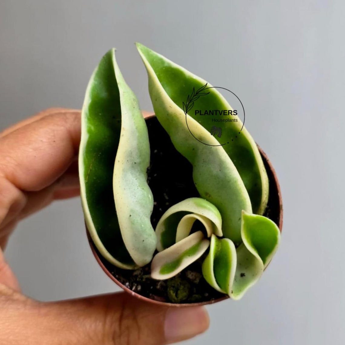 Variegated Hindu Rope in 2” Nursery Pot - Hoya Carnosa Compacta ...