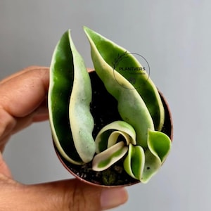 May include: A small potted Hoya plant with green and cream-colored leaves. The leaves have a unique, curled shape. The pot is brown, and the background is a solid gray. The plant is held by a hand.
